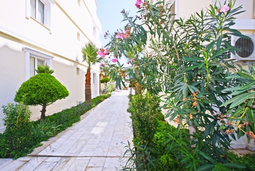 sunflower (17)_1024x683